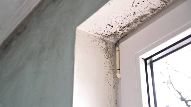 Mold Removal Process in Williamsburg, FL