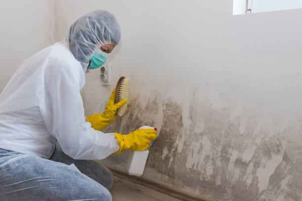 Best Mold Damage Repair  in Williamsburg, FL