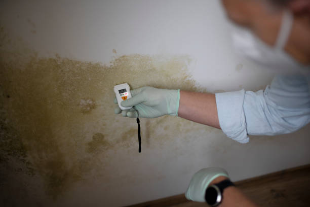 Trusted Williamsburg, FL Mold Removal Experts