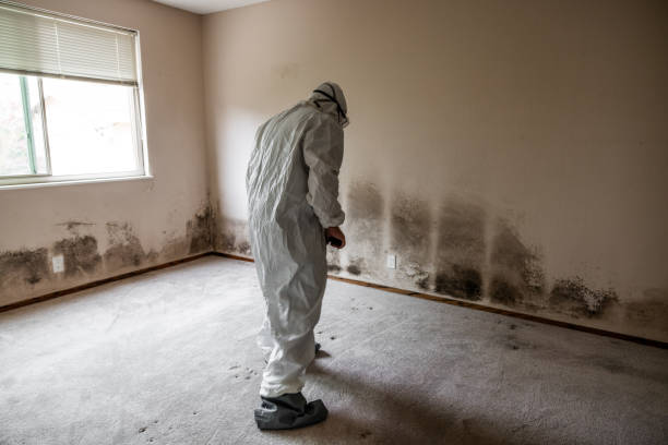 Certified Mold Removal in Williamsburg, FL