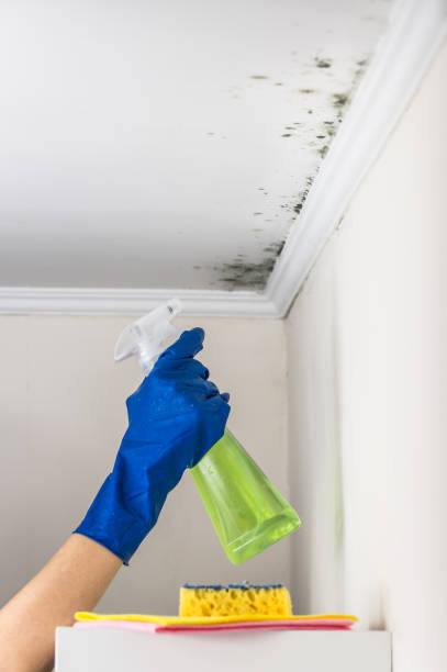 Best Professional Mold Removal  in Williamsburg, FL