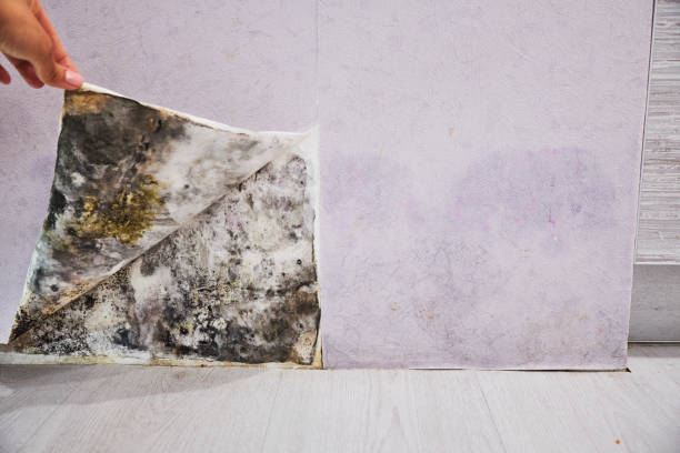 Best Office Mold Removal Services  in Williamsburg, FL